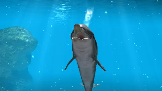 Dolphin Dreams